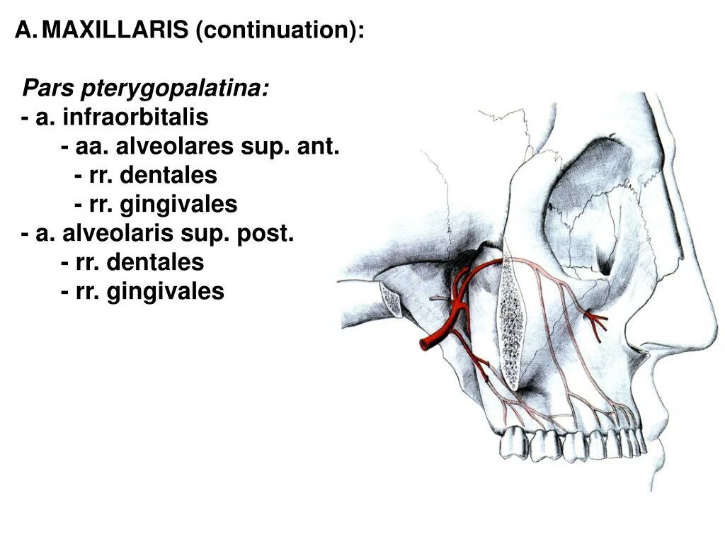 A maxillaris. Артерия ИНФРАОРБИТАЛИС. Артерия maxillaris. A maxillaris схема.