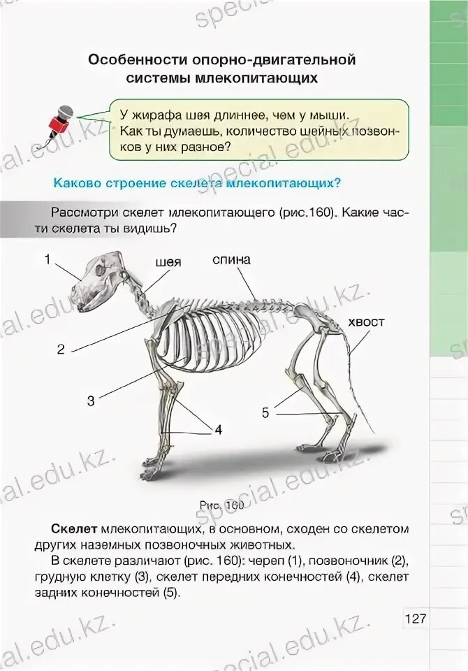 Исследование особенностей скелета млекопитающих ответы