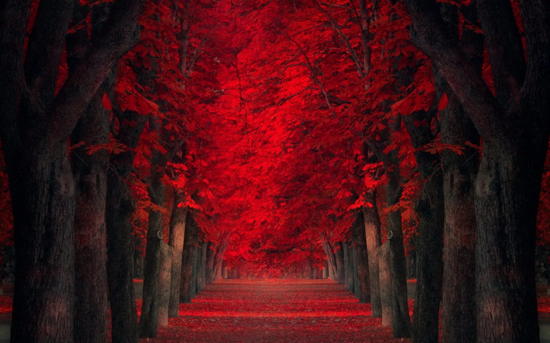 Красный лес участок. Красная осень. Красное дерево. Красная природа. Красивое красное дерево.
