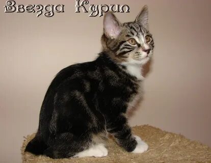 Звезда курил