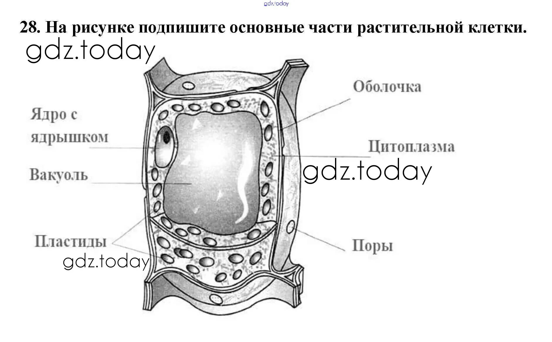 Крупная вакуоль растительной