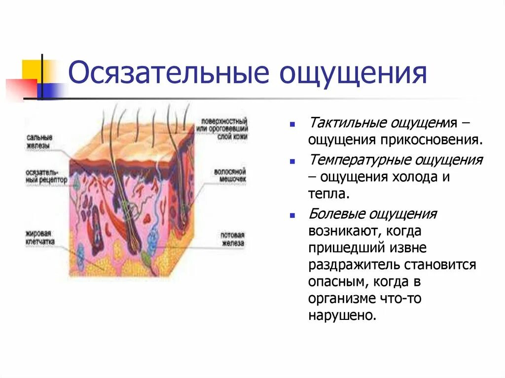 Осязательные ощущения. Кожно осязательное ощущения. Осязательные ощущения примеры. Осязательные ощущения свойства.