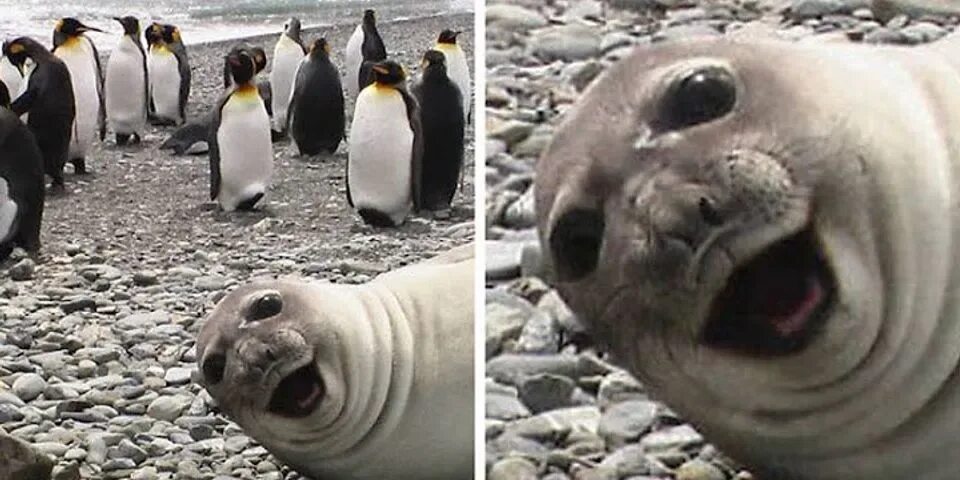 The little seal is laughing at us. Evil Seal foto. Funny Seal инструкция. White Seal smiling. Best Love feeling Seal photo.