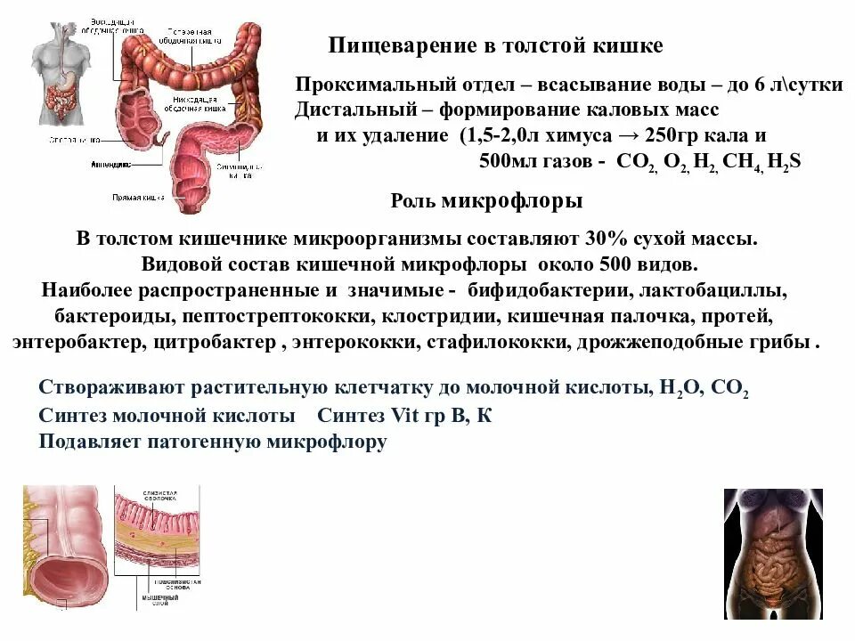 В тонкой кишке происходит всасывание воды. Пищеварение в толстом кишечнике физиология всасывание. Всасывание воды в толстом кишечнике физиология. Толстый кишечник пищеварение в толстом кишечнике. Всасывание в толстом кишечнике физиология.