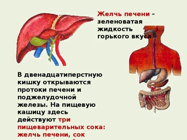 Желчь и панкреатический сок