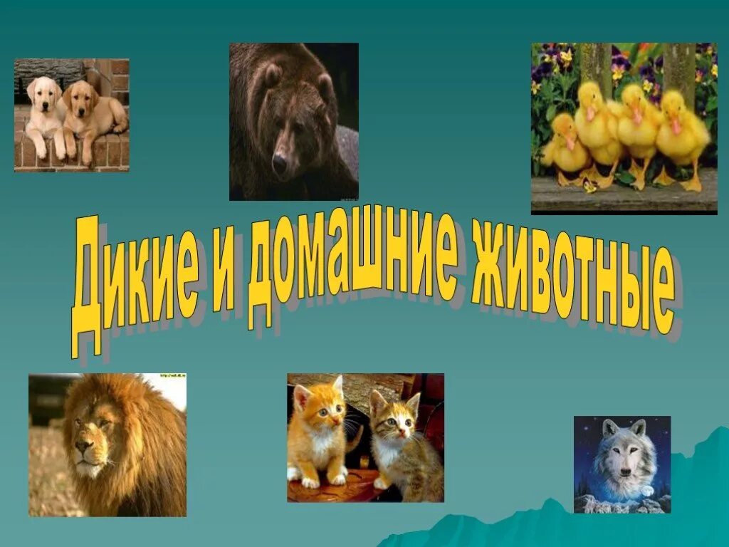 Проект ми домашнии питосцыи. Проект животных 1 класс окружающий мир. Домашние животные окружающий мир. Дикие и домашние животные. Проект мои домашними животные.