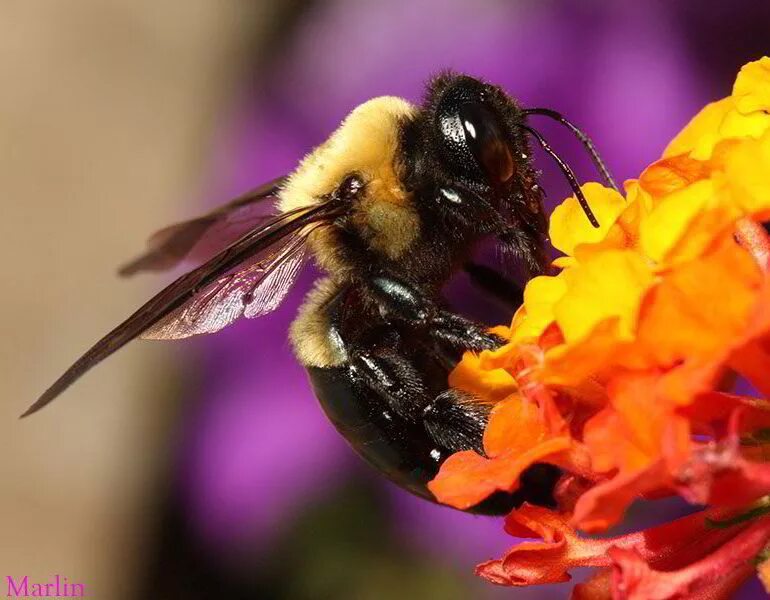 Пчела питается нектаром. Bombus Шмель гнездо. Земляной Шмель. Шмелиное гнездо. Земляной Шмель самец.