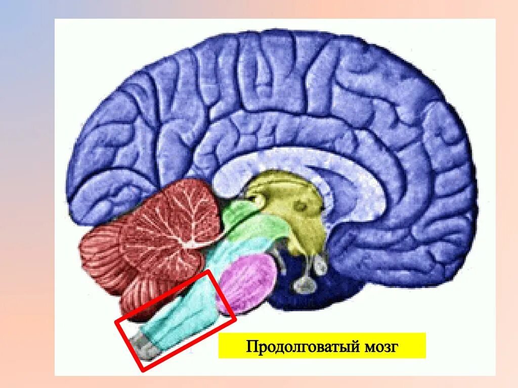 Промежуточный мозг. Средний мозг человека. Мозжечок за что отвечает. Мозжечок мозга.