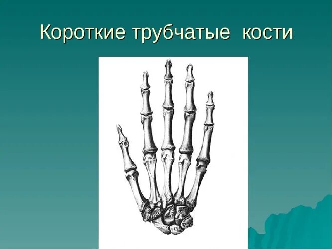 Картинки косте. Трубчатые кости длинные и короткие. Короткие трубчатые кости. Длинные трубчатые кости короткие трубчатые кости. Трубчатых коротких костей.
