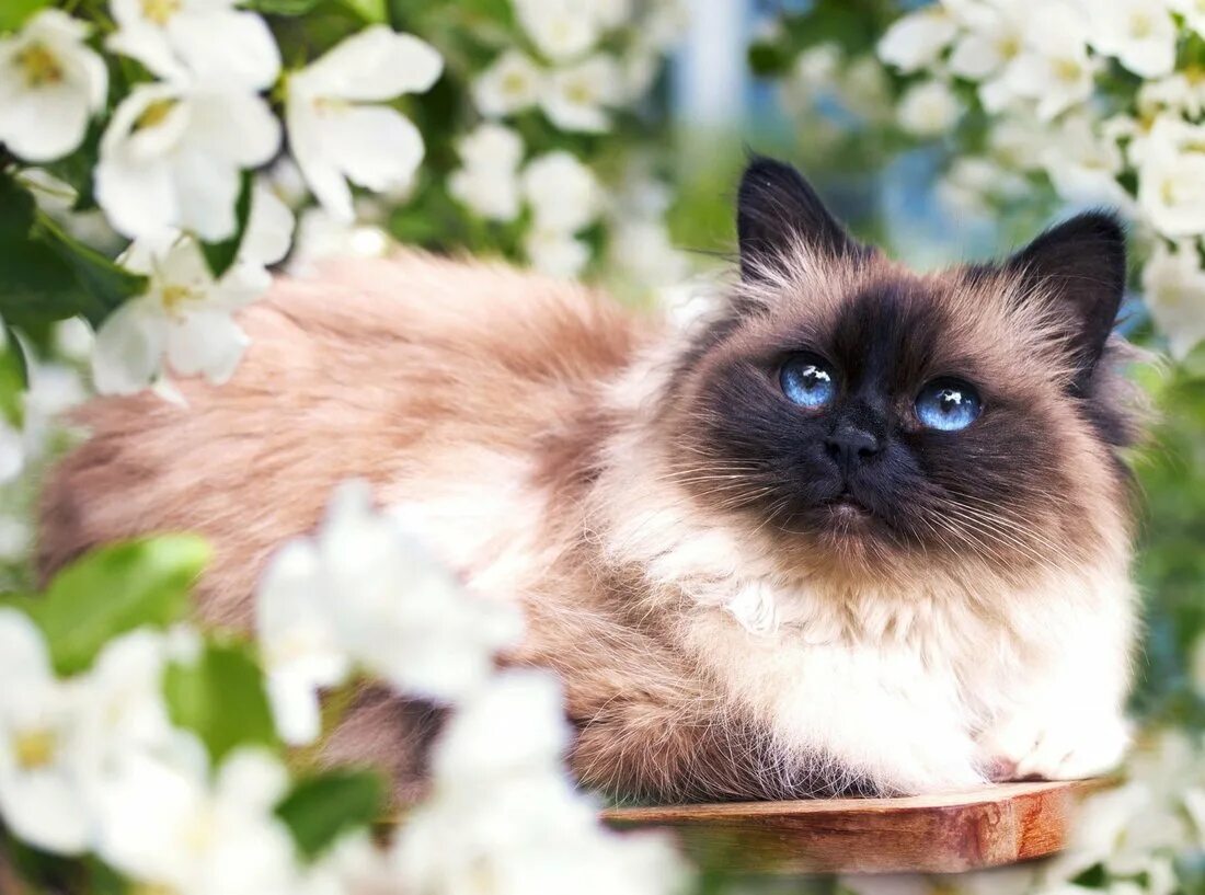 Pin by Кристина Носова on Котики Kittens cutest, Cats, Pretty cats
