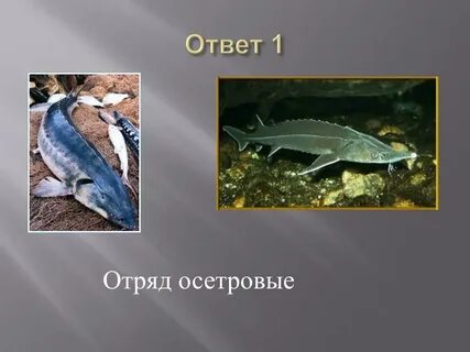 Костные рыбы осетр
