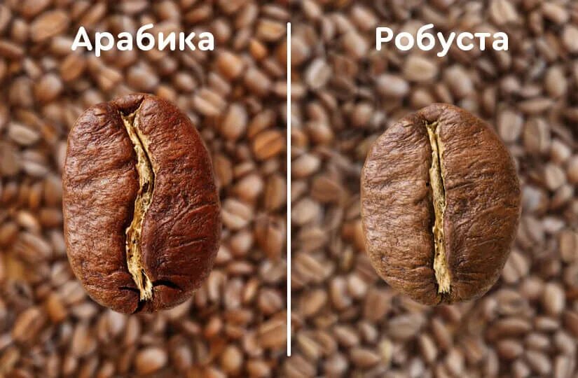 Что дает робуста. Арабика или робуста. робуста и арабика различия. сорт кофе робуста. разница зерна арабика и робуста.