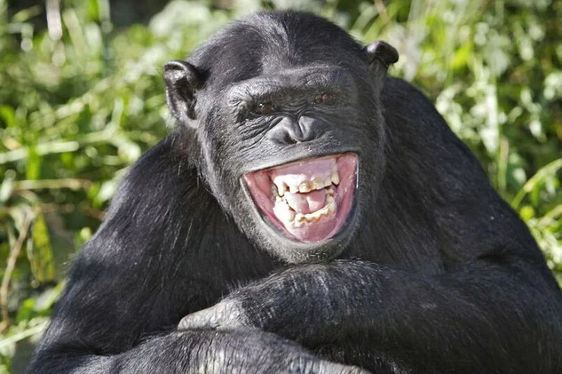 Обезьяна смеется. Животные смеются. Смех обезьяны. Шимпанзе смеется. Have good laugh