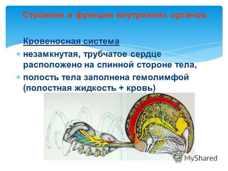 кровеносная система членистоногих. тип кровеносной системы у насекомых. жаберные щели у хордовых. сердце трубчатое расположено на брюшной стороне. схема кровообращения ланцетника.