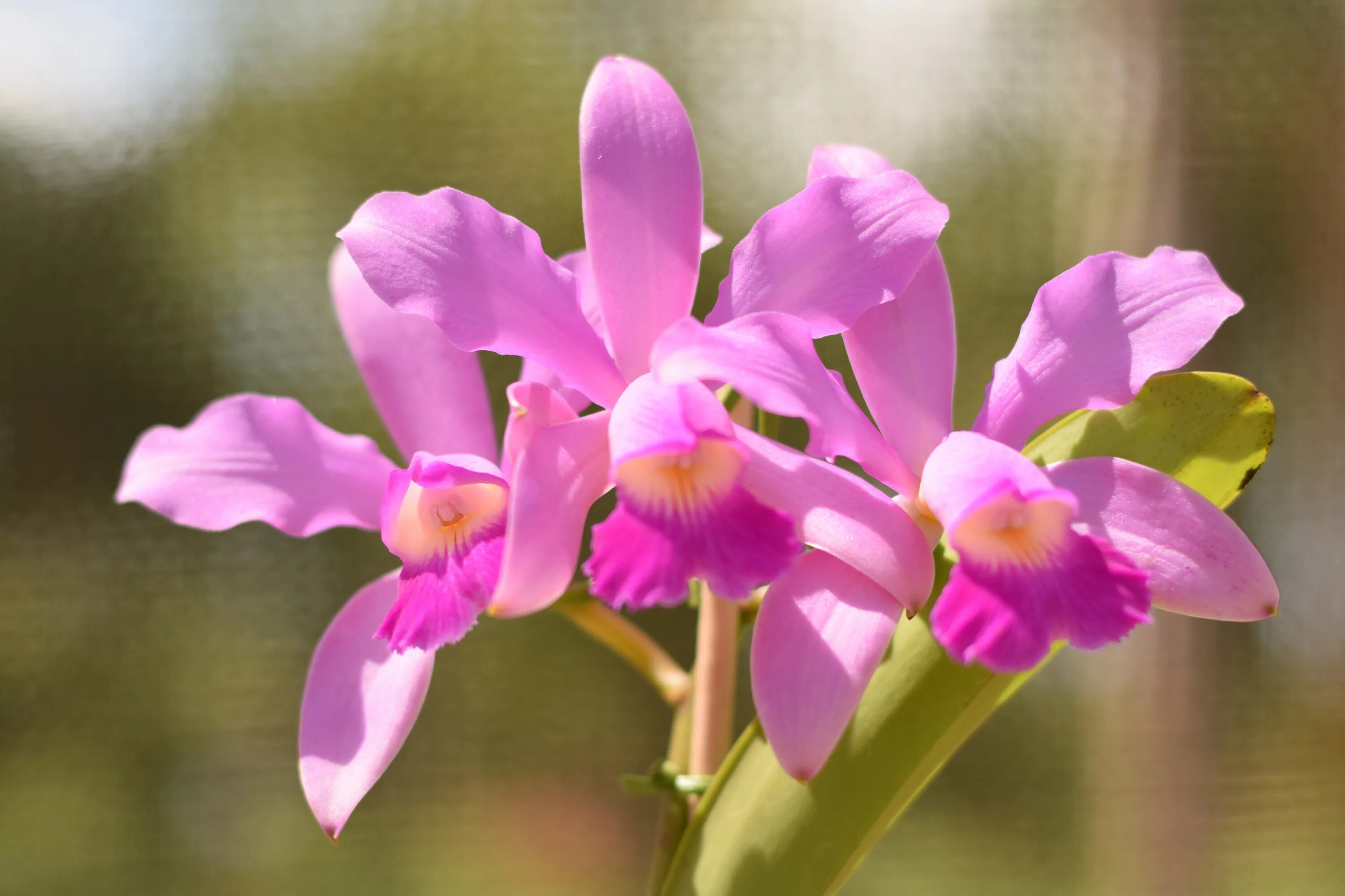 Орхидея Cattleya. Орхидея Армион. Орхидея Дендробиум фаленопсис. Plants орхидея