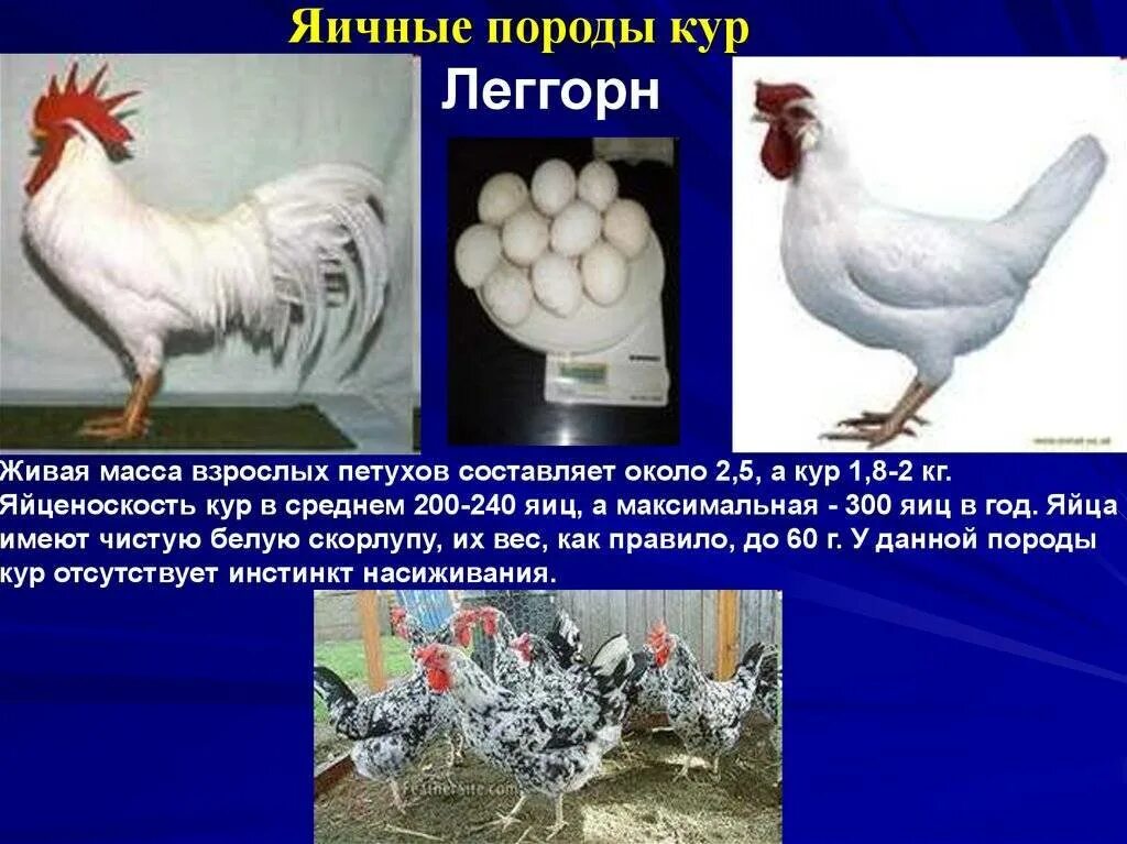 Порода кур кохинхин яйценоскость. Породы кур несушек с фотографиями и названиями доминант. Цыплята хайсекс браун. Нью гемпшир куры. Доминант ломан браун куры.