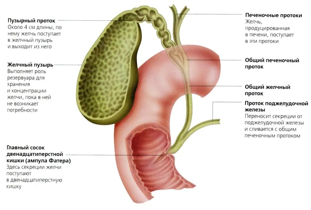 Желчный пузырь простыми словами. Желчный пузырь расположение строение анатомия. Желчный пузырь и желчь анатомия. Желчный пузырь и желчные протоки анатомия. Строение желчного пузыря анатомия.