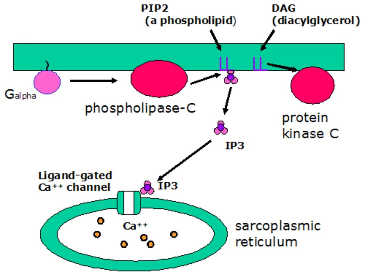 Ips 003. Pip2 биохимия. Pip2. Ip3 рецепторы. Ip3.