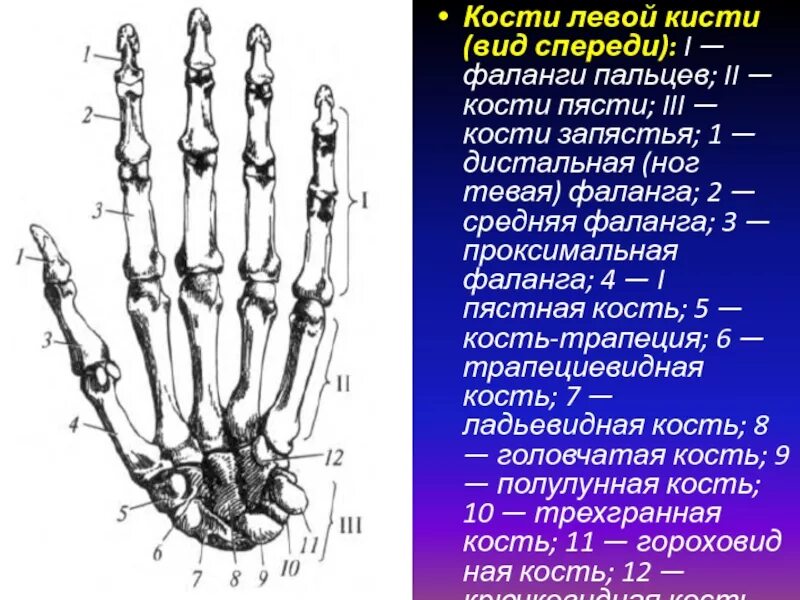 1 Пястной кости. Проксимальная фаланга 5 пальца правой кисти. Фаланги 1 пальца кисти анатомия. Головка 3 пястной кости кисти. Ряд костей запястья