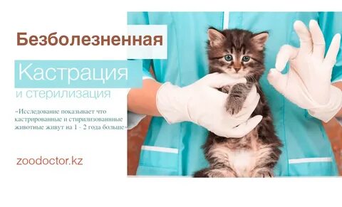 Что дает кастрация