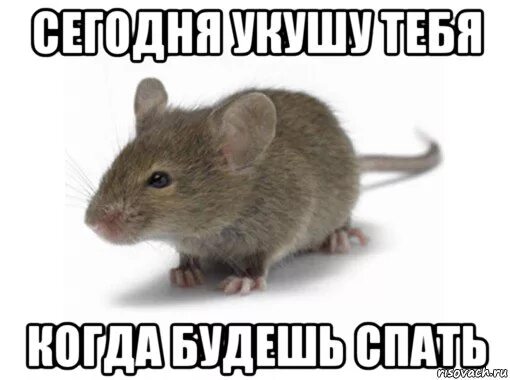 Ты че мышь. Мемы с крысами. Мышь Мем. Мемы с мышами. Мемы про мышку.