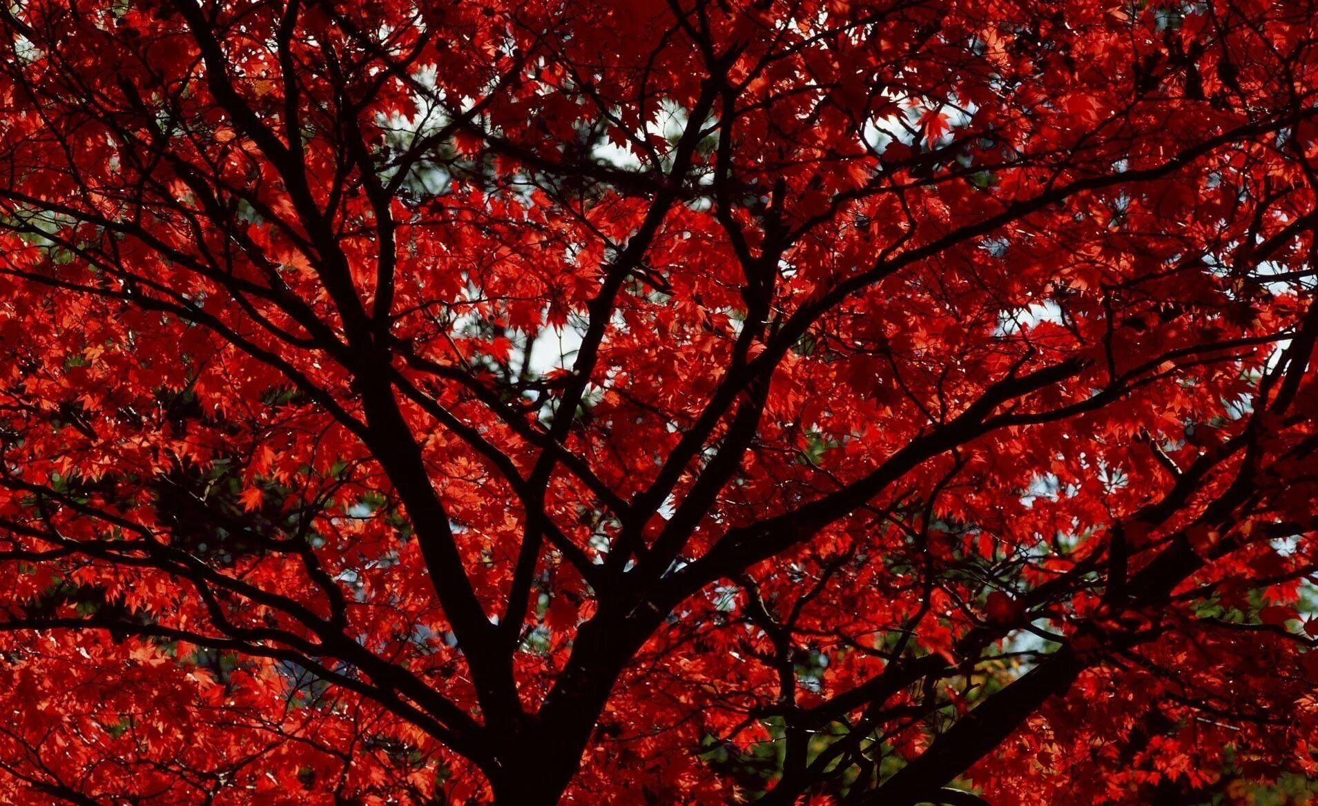 Красное ото. Красное дерево цвет. Красный цвет в природе. Бордовое дерево. Красная осень.