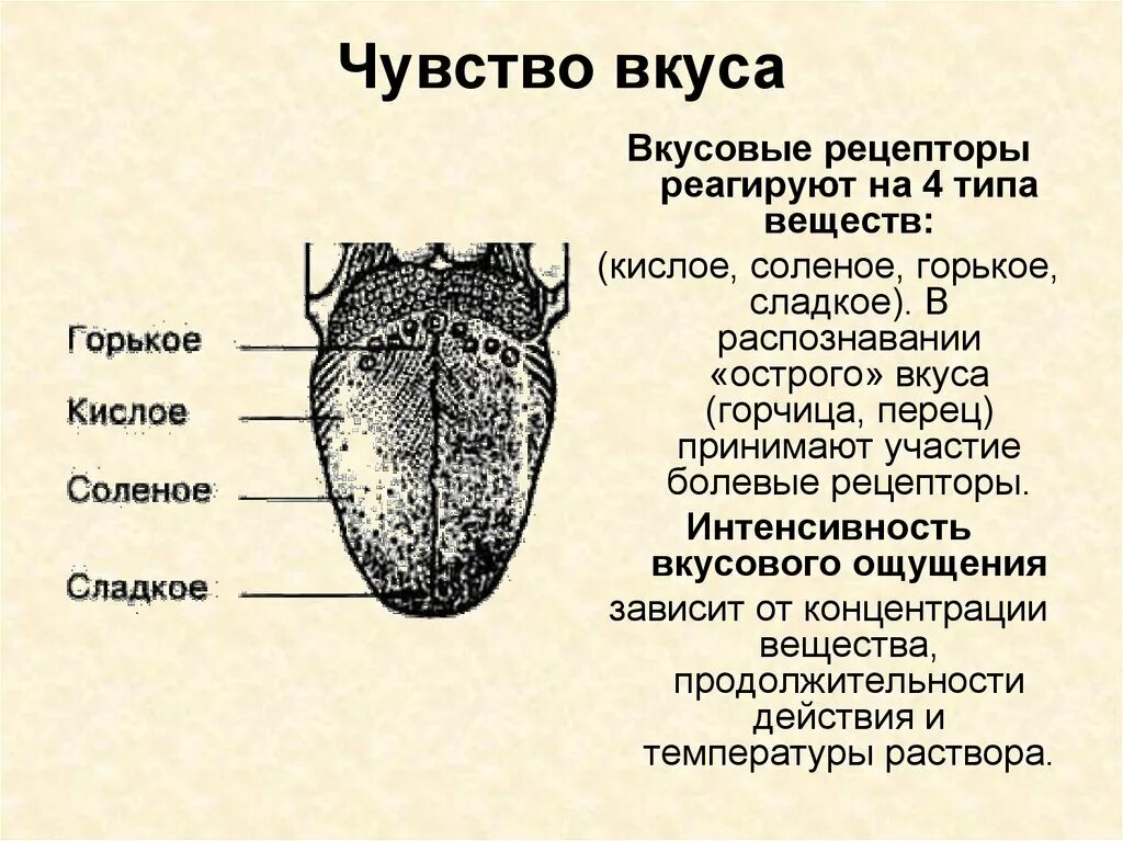 Какие вкусовые ощущения воспринимает человек. Чувство вкуса. Вкусовые ощущения. Вкусовые ощущения это кратко. Вкусовые ощущения в психологии.