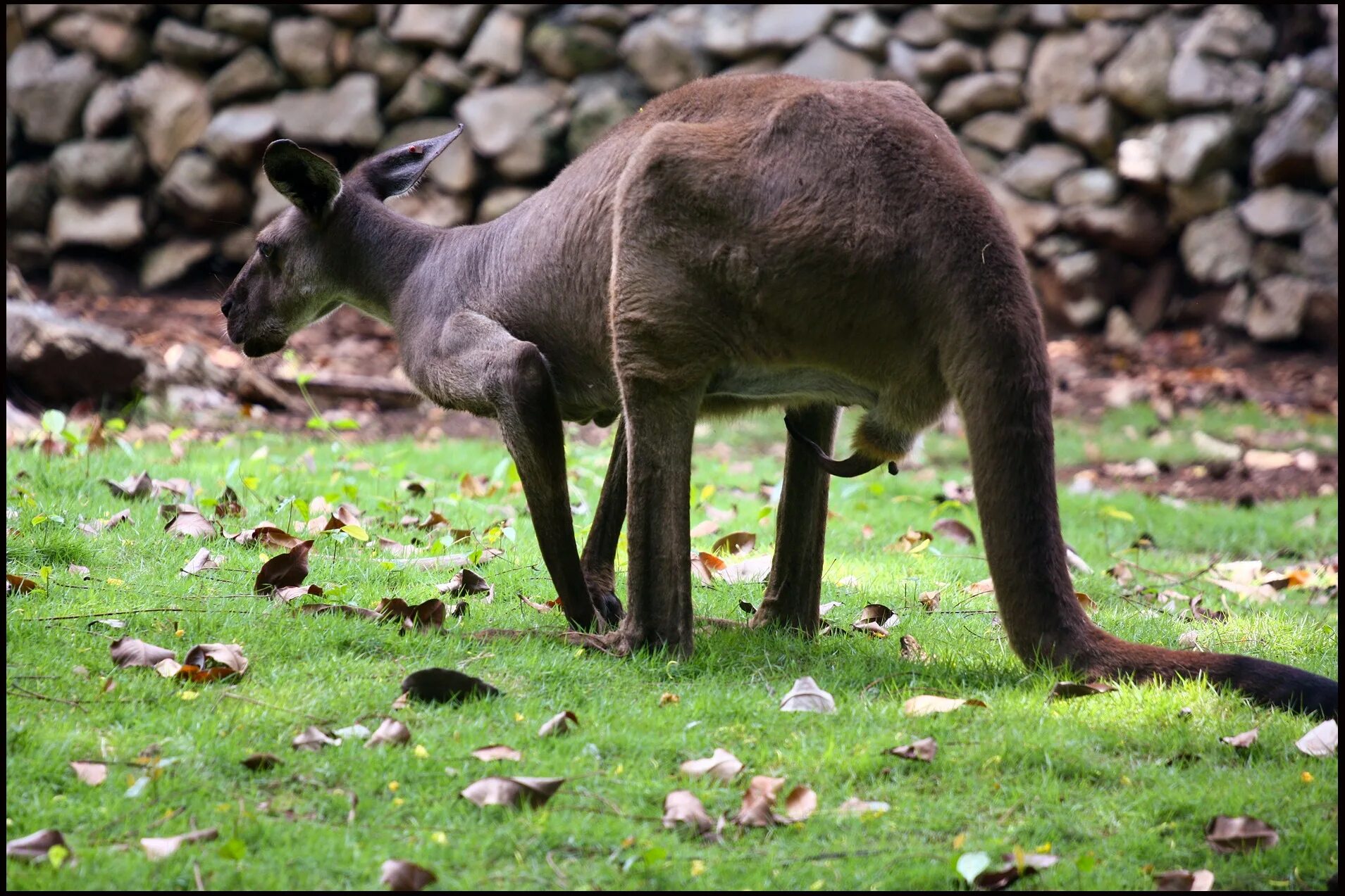 Муравьед юруми. Названия животных на французском. Исимангалисо. Какое есть животное на м. Млекопитающие животные список.