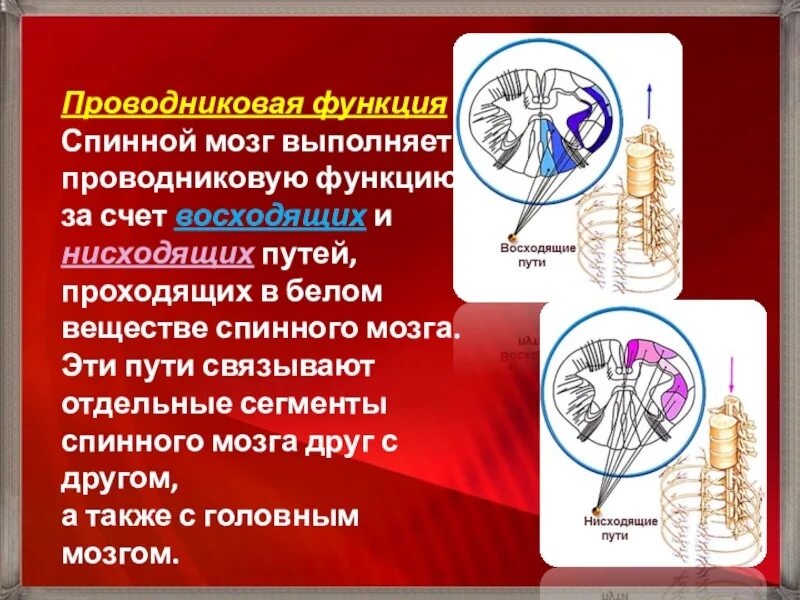 Проводниковая функция спинного мозга осуществляется. Проводниковая функция спинного мозга. проводниковой функции спинного мозга. проводниковая функция спинного. проводниковая функция мозга.