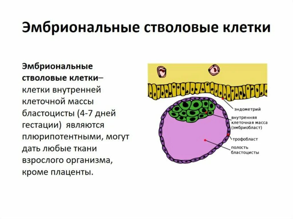 Клетки промежуточного звена трофобласта. Клетки трофобласта. Трофобласт. Эмбриобласт и трофобласт гистология. Цитотрофобласт функции.