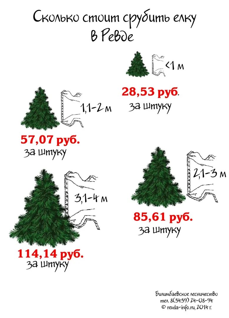 Лесничествагле соуьмть елку. Ель инфографика. Новогодняя вырубка елей. Елки двухметровые искусственные. Елка ель сосна.