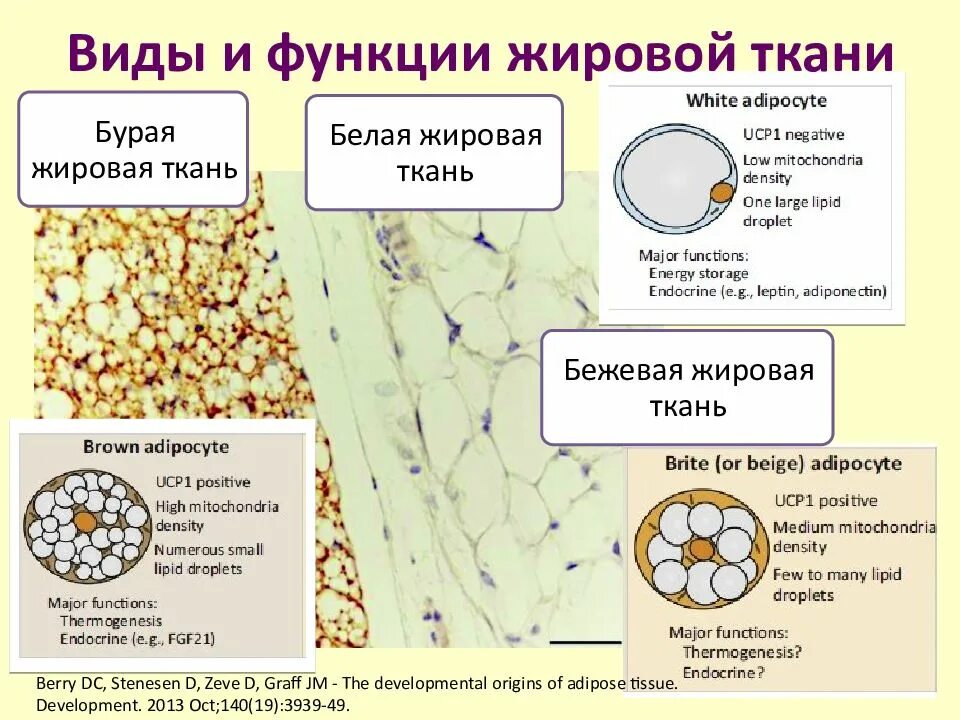 Жировая ткань функции. Клетки белого жира строение функции. строение жировой клетки адипоцита. бурый адипоцит строение. строение белой жировой клетки.