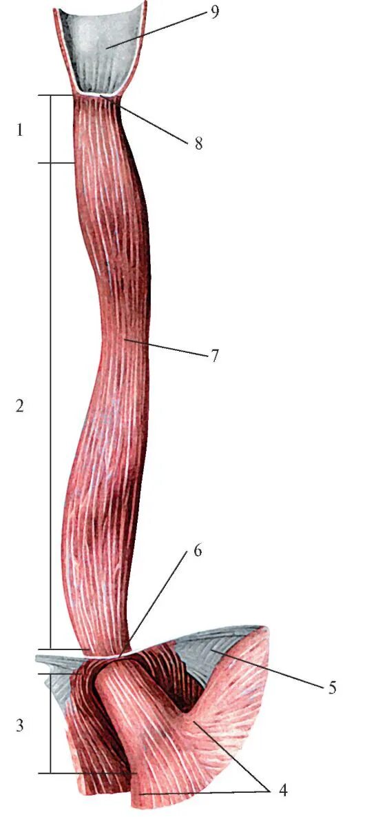 Строение пищевода рисунок. Пищевод анатомия. Части пищевода анатомия. Пищевод анатомия Неттер.