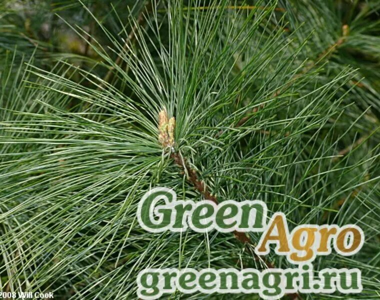 Семя сосны веймутова. Семена сосны веймутова. Pinus strobus torulosa. Pinus strobus torulosa. Сосна pinus wallichiana.