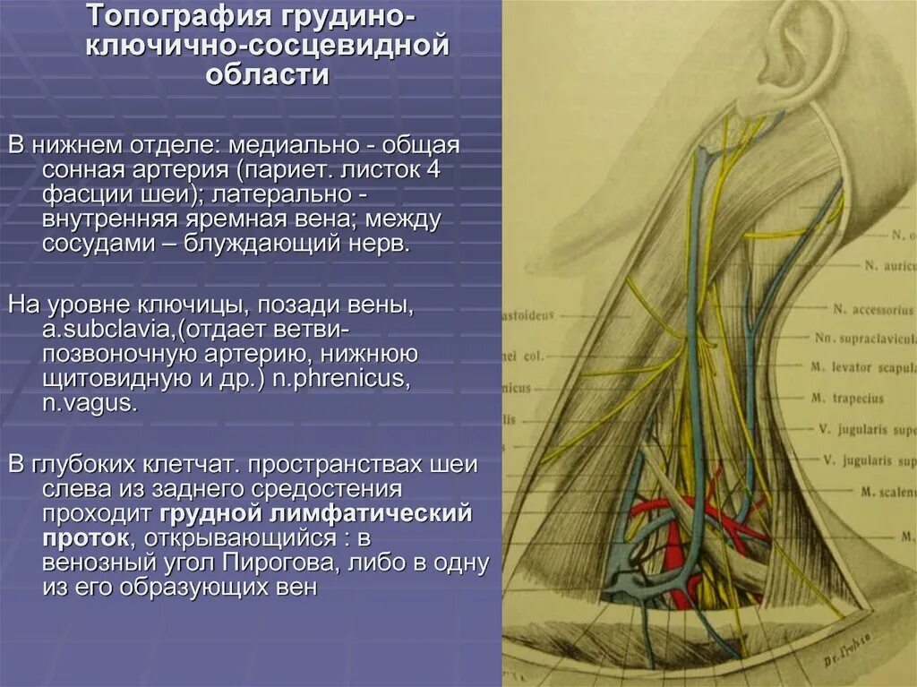 Внутренняя яремная Вена и блуждающий нерв. Грудино-ключично-сосцевидная область шеи топографическая анатомия. Сонная артерия яремная Вена блуждающий нерв. Мышцы шеи топографическая анатомия. Воспаление внутренней оболочки вены латынь