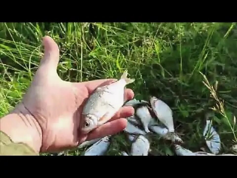 Река мокша рыба. Рыба в мокше. рыбалка на мокше. мокша река рыбалка. какая рыба водится в реке мокша.
