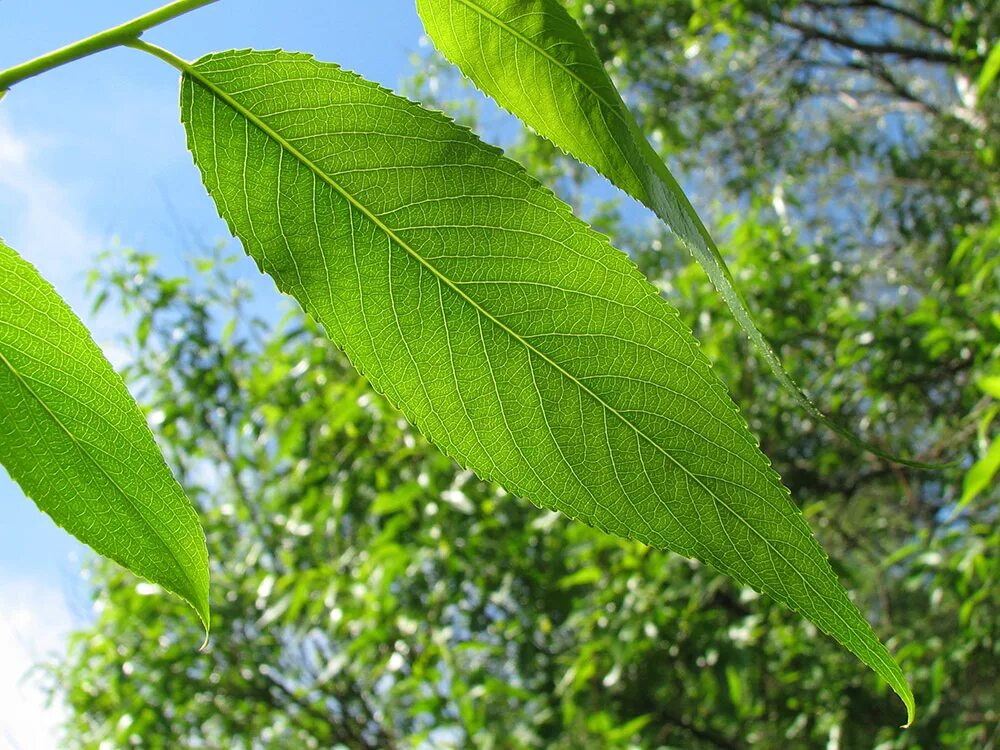 Salix euxina. Ива Salix euxina. Ива ломкая листья. Ракита дерево листья. Форма листа ивы