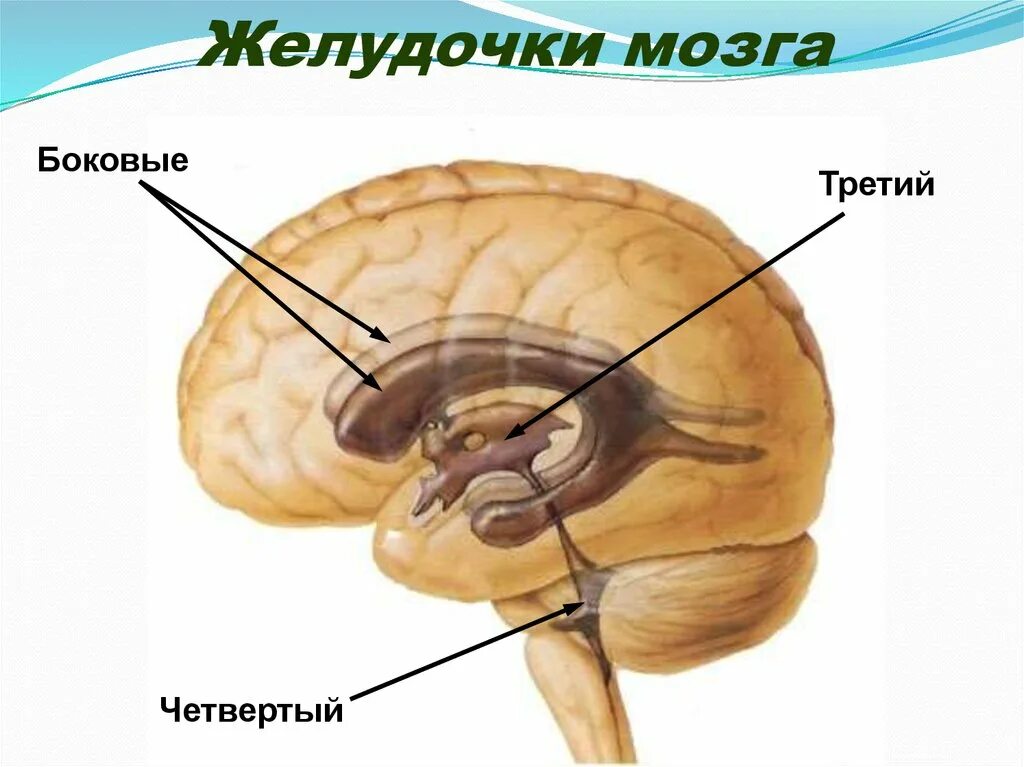 3 желудочек 10. Боковые желудочки и 3 желудочек. боковые желудочки 4 желудочка головного мозга. боковые и 3 желудочки мозга. третий желудочек 5мм.