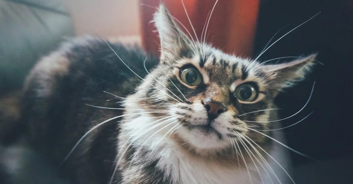 Эрнст ставро блофельд с котом. Пушистый злодей. Кот злодей. Злодей с кошкой. Эрнст ставро блофельд.