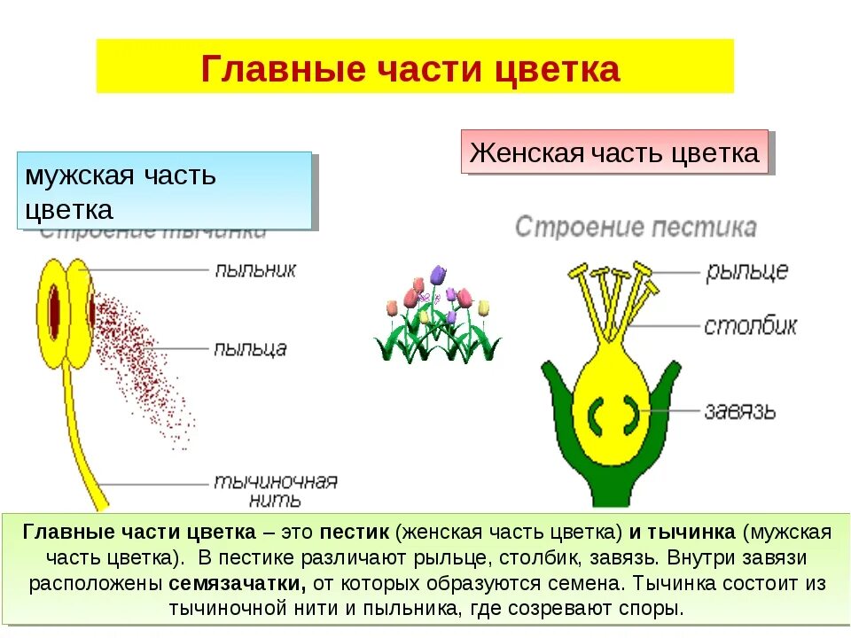 Главные части цветка это пестик и тычинка. Размножение растений пестик тычинка. Главные части цветка 6 класс биология. Главные органы цветка. Установите соответствие между характеристиками оплодотворения после опыления