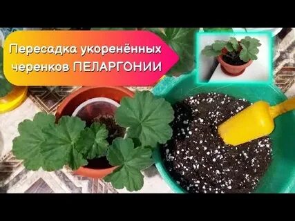 Как правильно пересадить пеларгонию