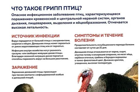 Признаки птичьего гриппа у кур симптомы