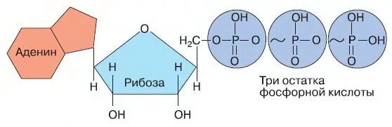 Содержит 2 остатка фосфорной кислоты. Строение молекулы атф. падение рибоза три остатка фосфорной кислоты. схема строения молекулы атф. аденин рибоза три остатка фосфорной кислоты это.