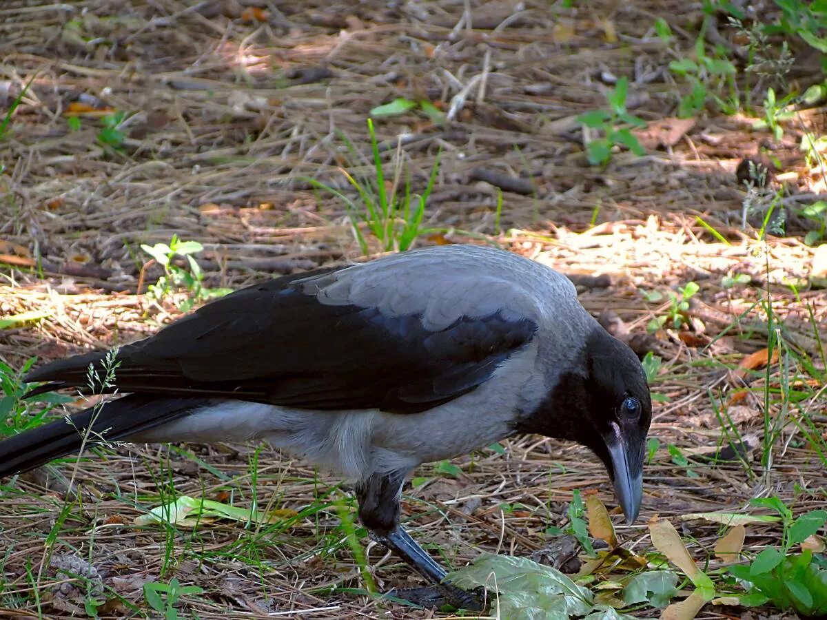 Corvus cornix птица. Серая ворона птица. Серая ворона вороны. Ворон семейство врановых.