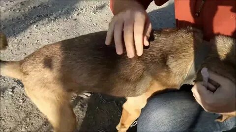 Уколы собакам подкожно видео