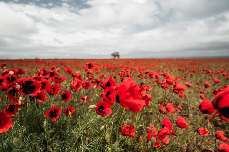 Поле маков дагестан. Маковые поля туркменистана. Белая скала ак-кая. Бархан сарыкум. Цветущий мак дагестан.