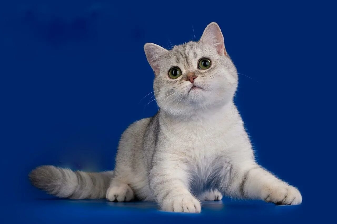 Шотландская порода кошек окрасы. Скоттиш страйт голубое золото. Шотландская кошка Сильвер. Окрас голубое золото шотландских кошек. Шотландский кот голубое золото.