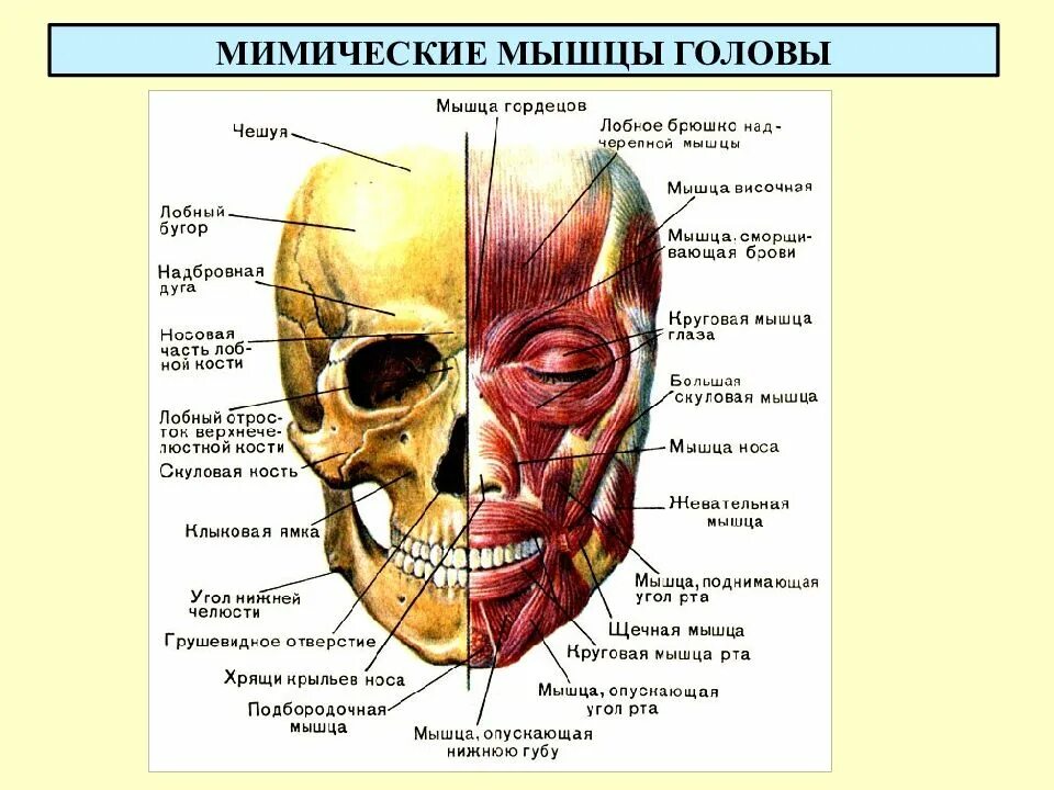 Функции мимических мышц. Функции мимических мышц