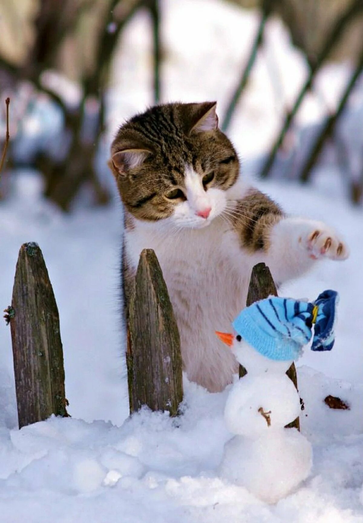 Кот зимним утром. Зимние котики. кот зимой. доброе утро зима кот. кот в снегу.
