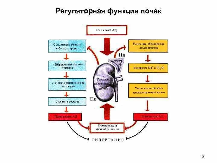 Каковы функции почек. Функции почек физиология. Невыделительные функции почек физиология. Функции почек схема. Регуляция выделительной функции почек физиология.